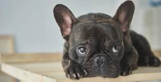 Can Frenchton Pups Be Left Alone?